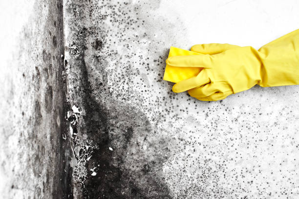 Best Real Estate Mold Inspection  in South Browning, MT